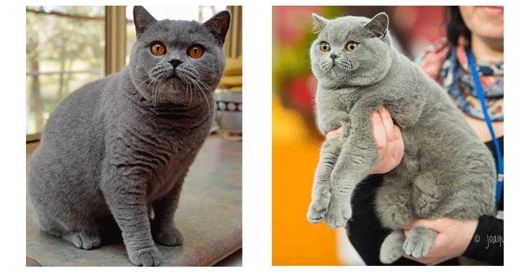 British Shorthair, British Blue Cat