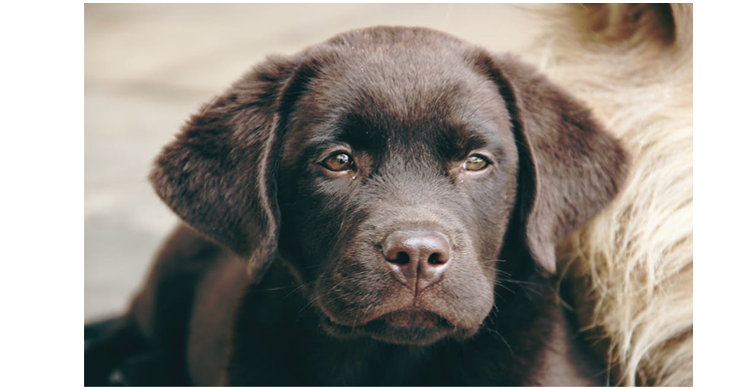 Chocolate Labrador Puppy