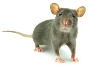 Rat