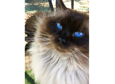 Ragdoll Cat - Seal Point Male